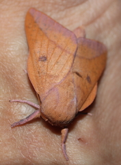 Adeloneivaia apicalis