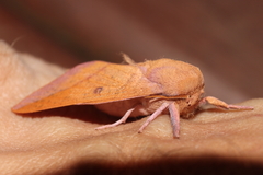 Adeloneivaia apicalis