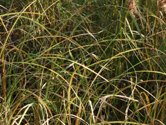 Scirpus cyperinus
