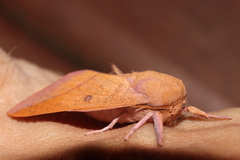 Adeloneivaia apicalis