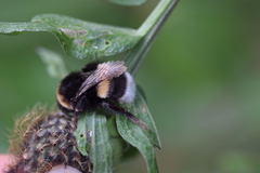 Bombus lucorum