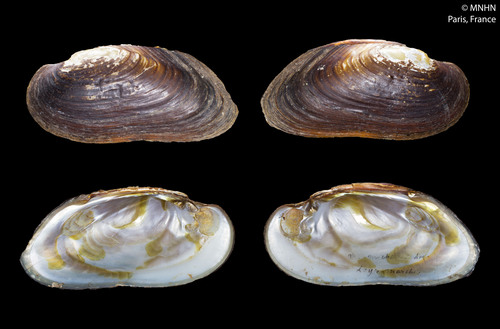 Freshwater Pearl Mussel
