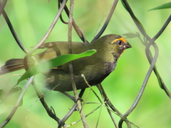 Tiaris olivaceus
