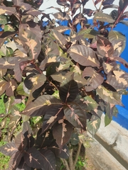 Graptophyllum pictum