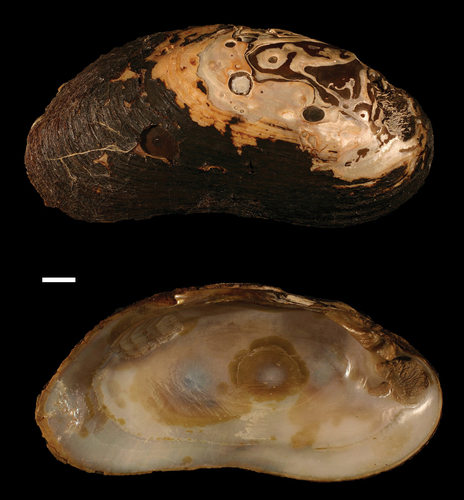 Freshwater Pearl Mussel