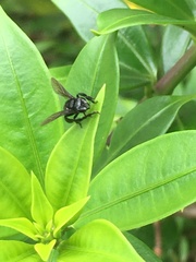 Frieseomelitta nigra