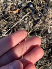 Aristida longespica