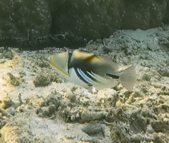 Rhinecanthus aculeatus