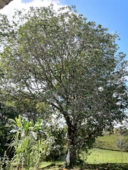 Ficus insipida