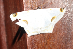 Sericoptera mahometaria