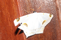 Sericoptera mahometaria