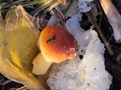 Flammulina velutipes