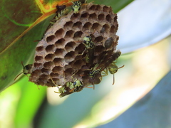 Mischocyttarus basimacula image