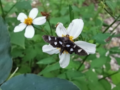 Desmia funeralis