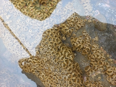 Palythoa