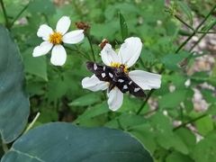 Desmia funeralis