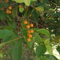 Duranta erecta