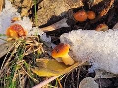 Flammulina velutipes