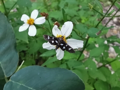 Desmia funeralis