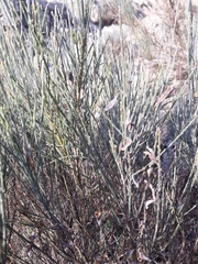 Cytisus multiflorus