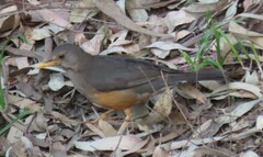 Turdus olivaceus olivaceus