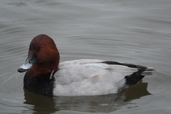 Aythya ferina