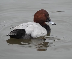 Aythya ferina