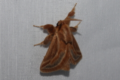 Perola chica