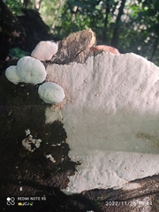 Cryptothecia striata