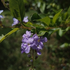 Duranta