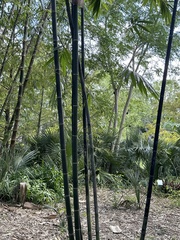 Bambusa lako