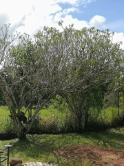 Apeiba tibourbou