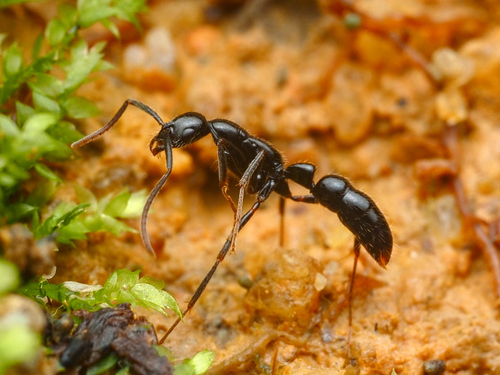 勃氏细颚猛蚁Leptogenys peuqueti