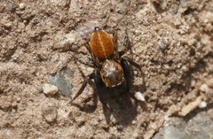Attinella dorsata