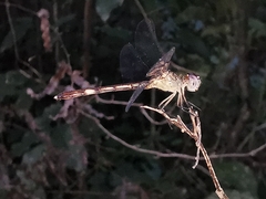 Erythrodiplax umbrata