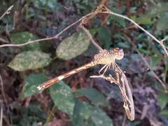 Erythrodiplax umbrata