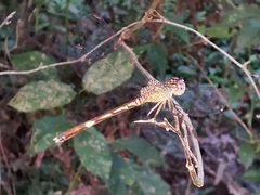 Erythrodiplax umbrata