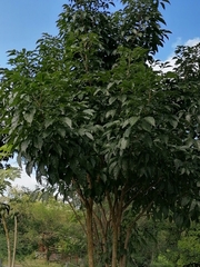 Jatropha curcas