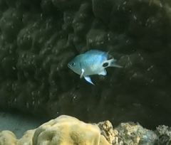 Abudefduf sparoides
