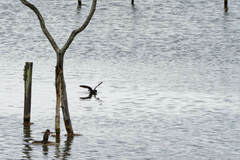 Hydrobates leucorhous