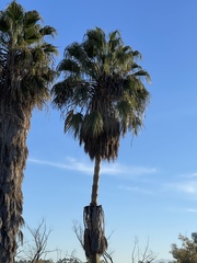Washingtonia