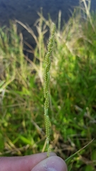 Setaria geminata