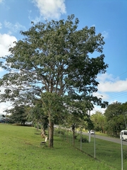 Handroanthus