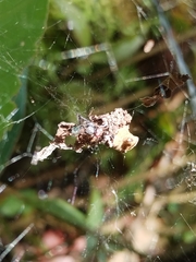 Cyrtophora citricola