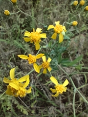 Senecio venosus