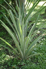 Ananas comosus
