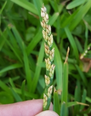 Stenotaphrum dimidiatum