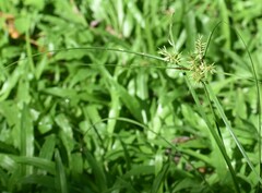 Cyperus hermaphroditus