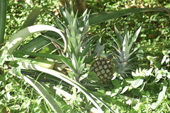 Ananas comosus
