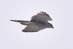 Accipiter gentilis